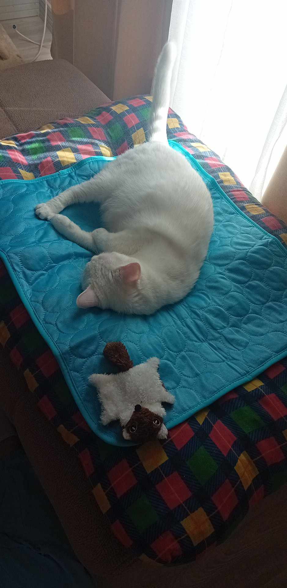 685adb0bd72b1 tapis rafraichissant pacha